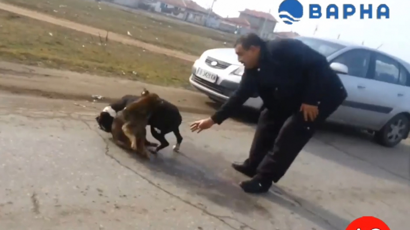 Ром насъска питбула си да разкъса улично куче (ВИДЕО 18+)