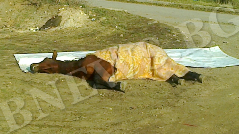 Кукери изплашиха до смърт кобила в Годеч