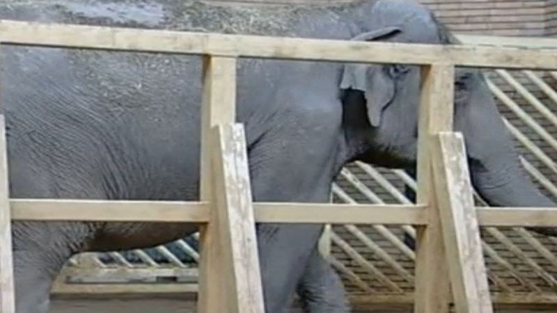 Слоницата в софийския зоопарк разбира немски, обича да й правят педикюр