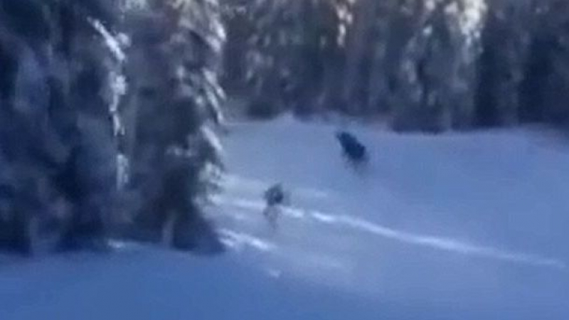 Сноубордист подгони лос на писта и отнесе глоба (ВИДЕО)