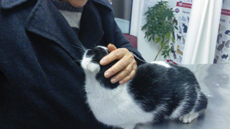 Отровиха с антифриз котката на сляпа жена във Варна (СНИМКИ 18+)