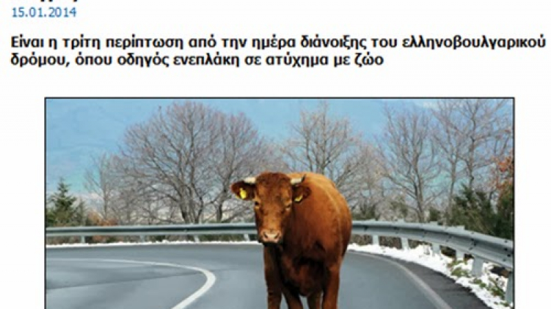 Гръцки вестник: Внимавайте в България, крави бродят по пътищата!