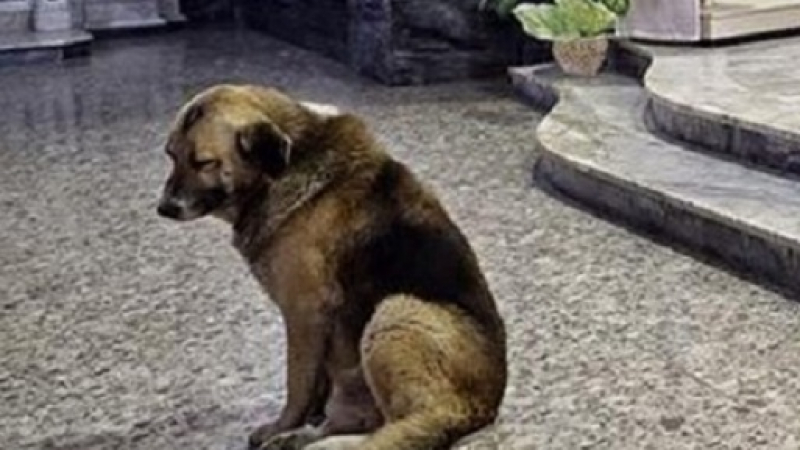 Почина най-вярното куче в света (СНИМКИ)