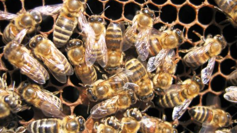 Пчелите измирали заради мутация на вирус