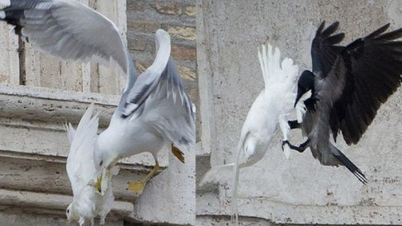 Папата пусна бели гълъби в знак на мир, хищни птици ги нападнаха (СНИМКИ/ВИДЕО)