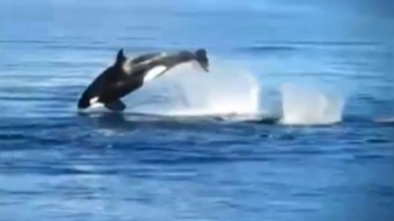Смъртоносна конфронтация: Косатки нападат делфини (ВИДЕО)