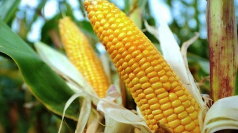 След бъркотия при гласуване ЕС разреши американска ГМО царевица 