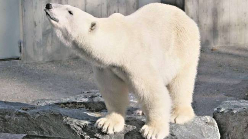 Бял мечок изяде яке на посетител и умря 