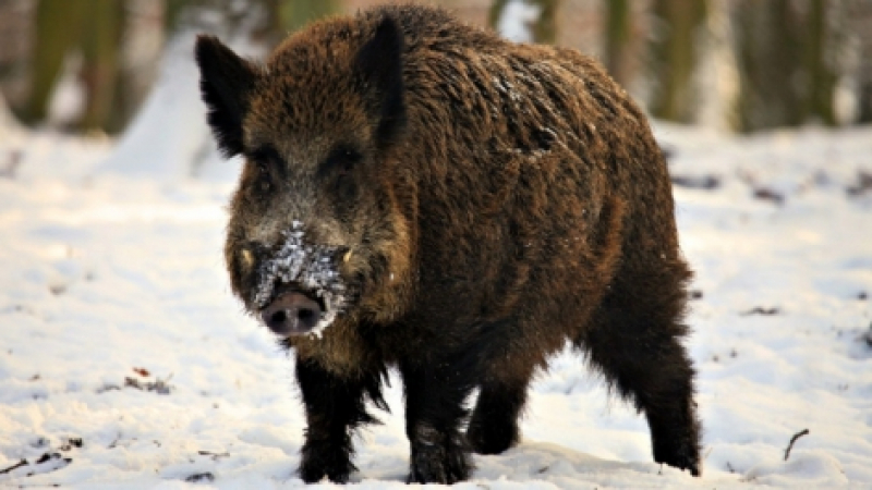 Пръв случай на Африканската свинска чума е регистриран в Полша
