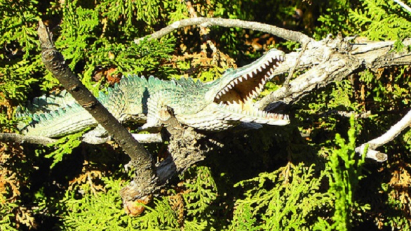 Крокодилите се катерят по дърветата