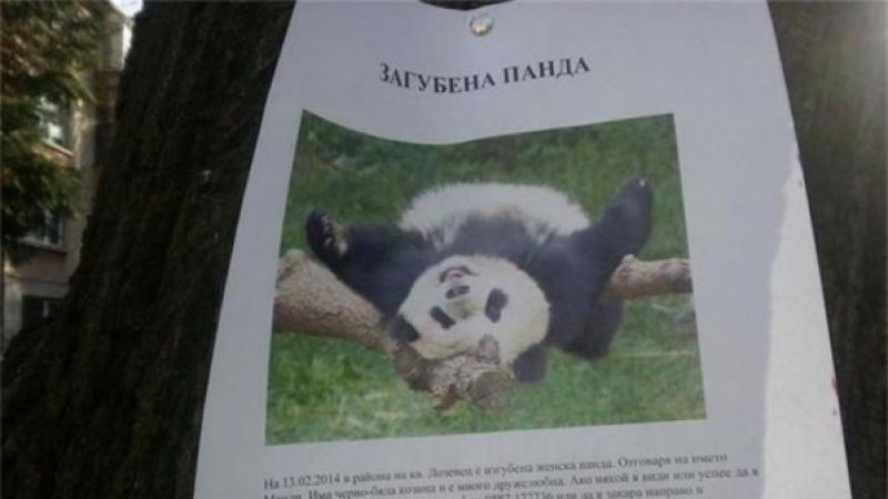 Изгубиха женска панда в София