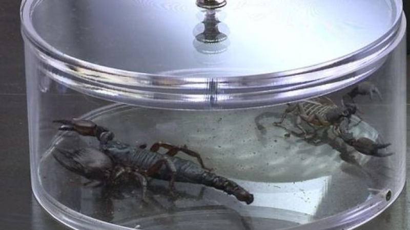 Живи скорпиони ще хапнат участниците в „Къртицата“ 2 за „добре дошли“