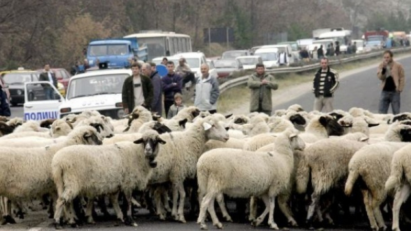 &quot;Мерцедес&quot; отнесе стадо овце