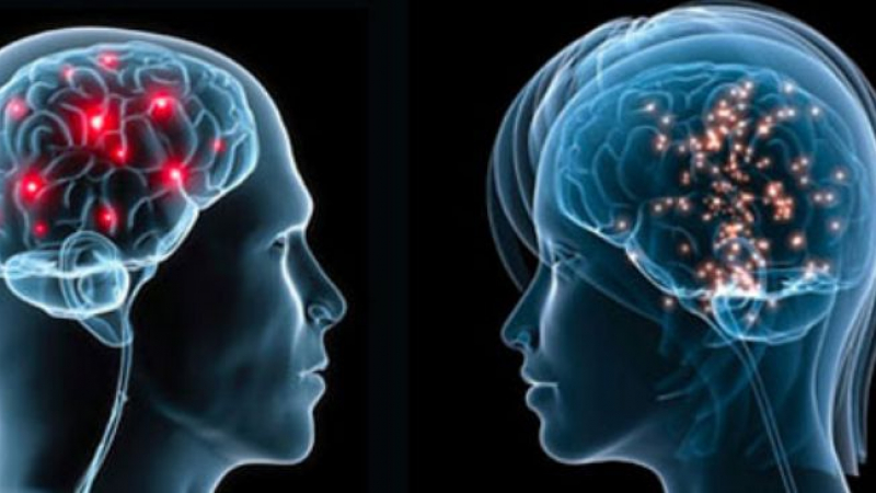 Мъжкият и женският мозък са еднакви