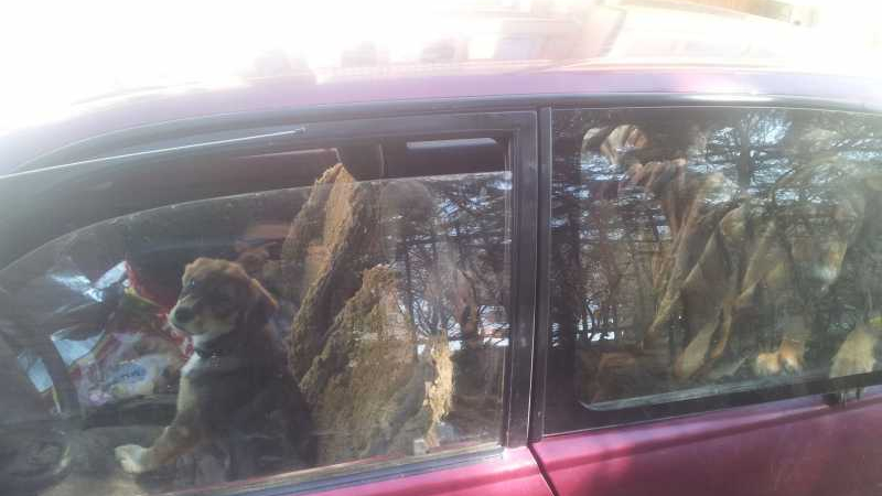 Автомобил стана затвор за кучета