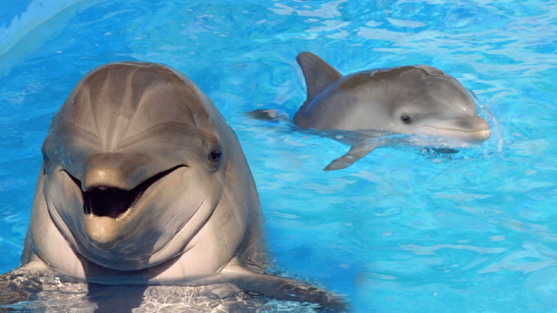 Устройство преведе изсвирване на делфин в човешка реч