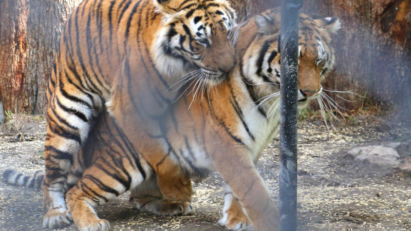 Чифтосващи се тигри спретнаха турски сериал във Варна (ВИДЕО)