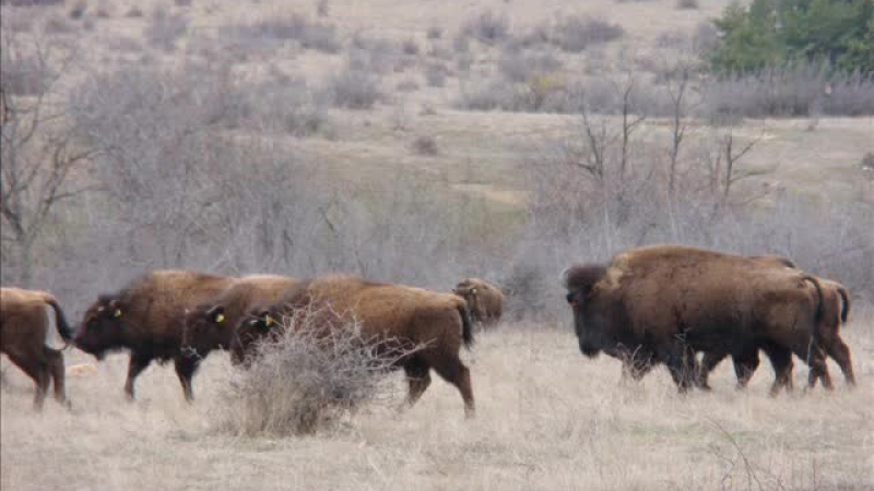 Бизоните панически бягат, иде ли краят на САЩ 