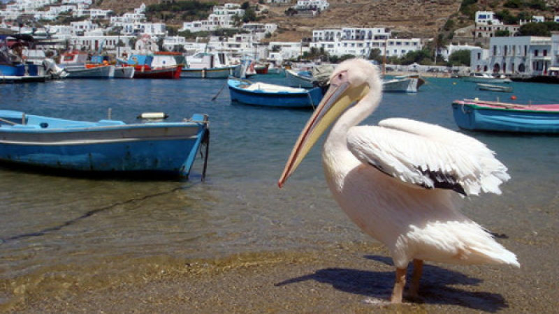 Разбулена ли е мистерията за смъртта на най-известния пеликан в света