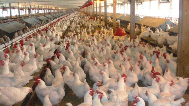 Професор: Генетика, а не хормони водят до растеж на пилетата