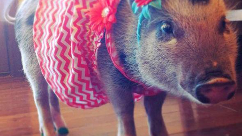 Американска свиня най-стилна в нета