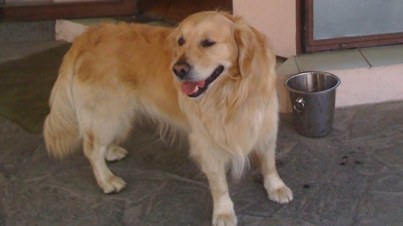 Щастлива развръзка: Спасиха ретривъра Доро от кучешката кланица