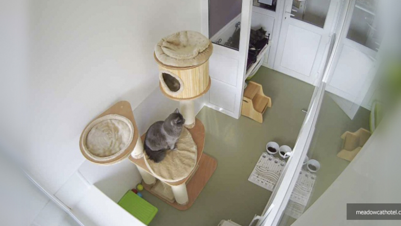 В Корнуол откриха хотел за котки