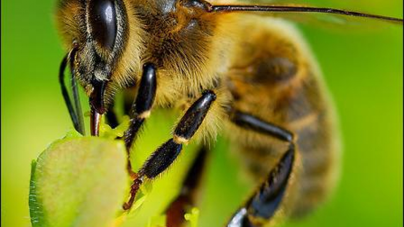  „Грийнпийс“: Пчелният прашец в Европа е замърсен с коктейл от токсични пестициди