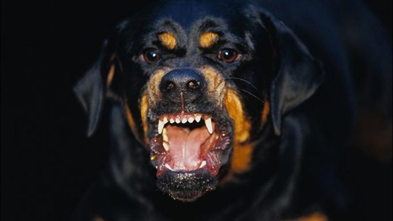 САМО В БЛИЦ: Кучета хапят ром крадец, арестуват стопанина им