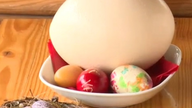Нашенци боядисват щраусови яйца за Великден