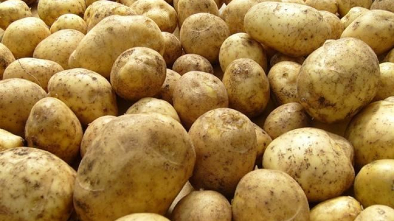 Русия съзря биологично оръжие в украински картофи 