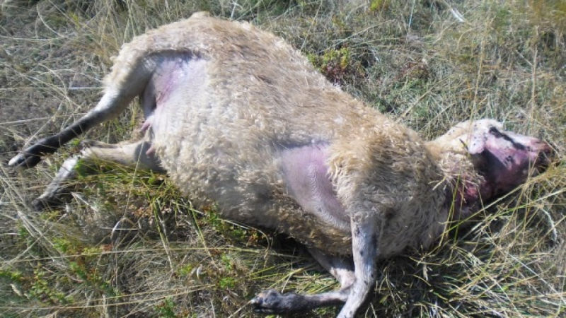 Гладна мечка уби шест овце в Забърдо