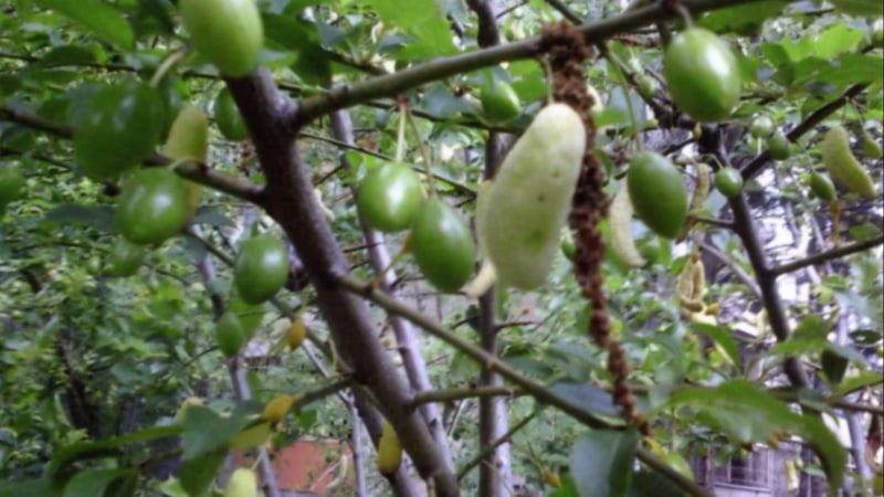 Стряскаща мутация: Зелен фасул расте по джанкови дръвчета в София