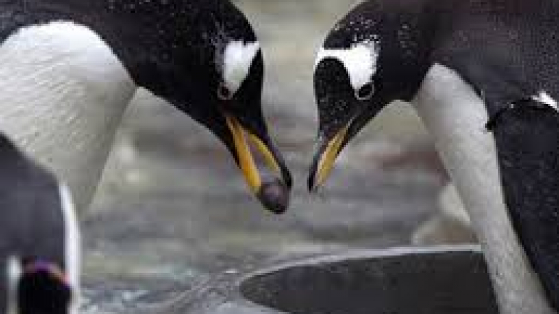Гей двойка пингвини си измътиха бебе от чуждо яйце