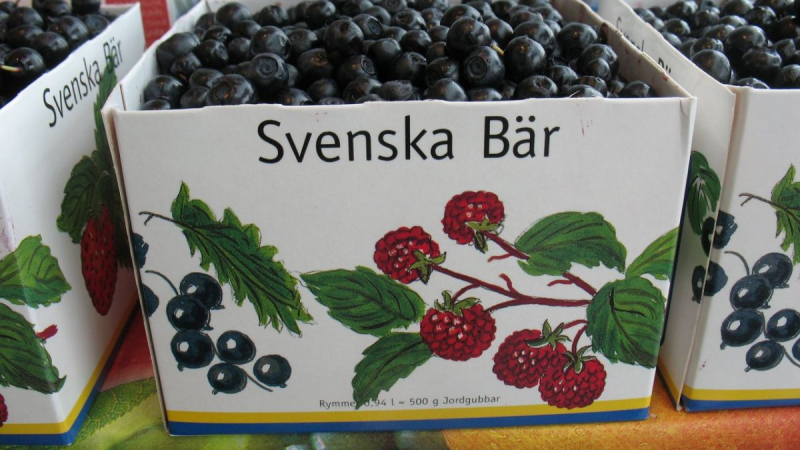 Външно: Мераклиите да берат боровинки в Швеция - само с пари за връщане