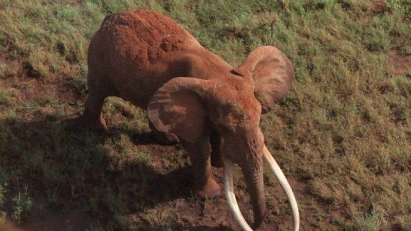 Бракониери убиха световно известния слон Сатао