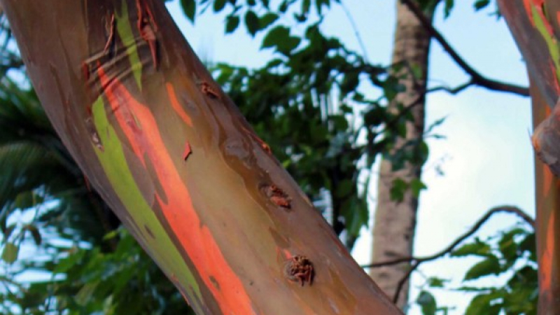 Цветните евкалиптови дървета на Хавай, загадка за еколозите (СНИМКИ)
