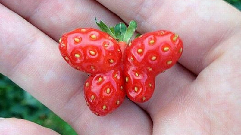 Това ягода от Доспат ли е или мутант