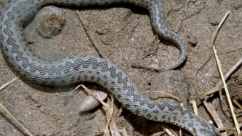 Страшното нашествие на огромни змии в Пиринско
