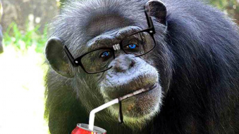 Учени: Шимпанзетата водят сложни разговори!