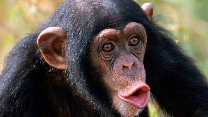 Учени разгадаха жестовете на шимпанзетата
