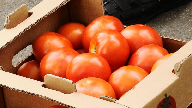 Оставаме без &quot;Шопска&quot; - мана съсипа доматите 
