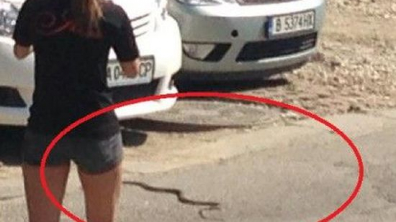 Шок: Змии пълзят по улиците във Варна (СНИМКИ)