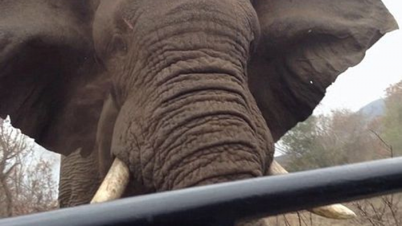 Слон се опита да стъпче ужасени туристи по време на сафари (ВИДЕО)