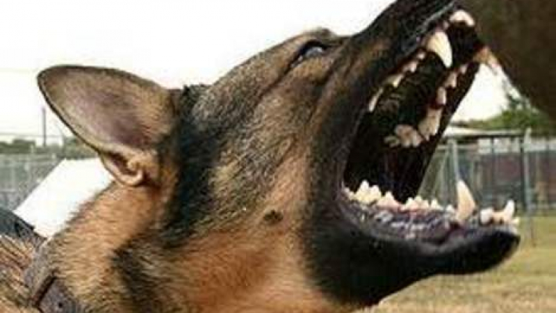 Първо в БЛИЦ: Зло куче нахапа жестоко собственика си по лицето! 