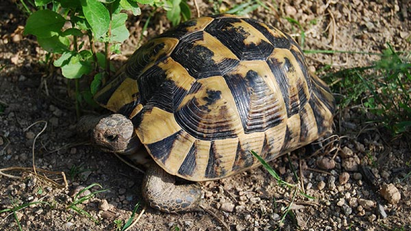 8 месеца пробация за убийство на костенурка от защитен вид