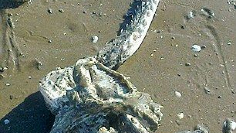 Семейство откри останки на морско чудовище на плаж (СНИМКИ)