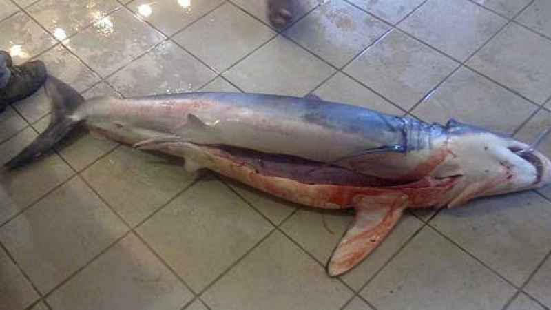 Рибар от Кърджали хвана акула