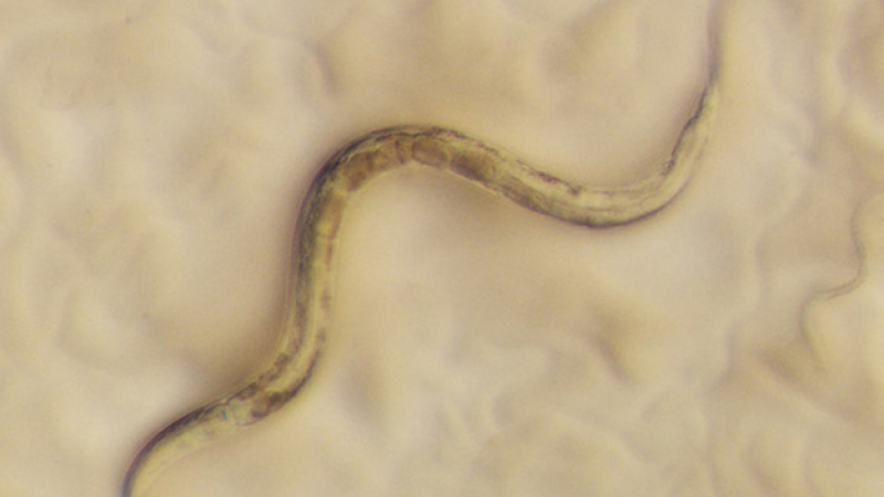 Учени създадоха червей, който никога не се напива