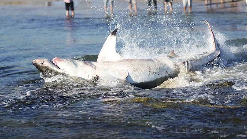 УНИКАЛНО ВИДЕО: Бяла акула се задави с морски лъв, умря в конвулсии край брега!